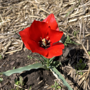 Tulip, Wilsoniana, Pack of 6