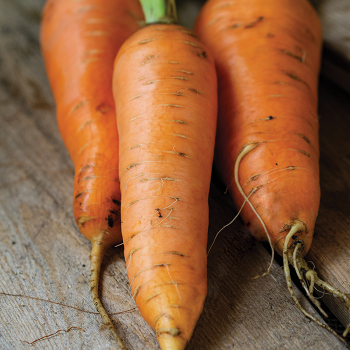 Royal Chantenay Carrot