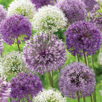 Allium, Artful Accents Mix, Pack of 6