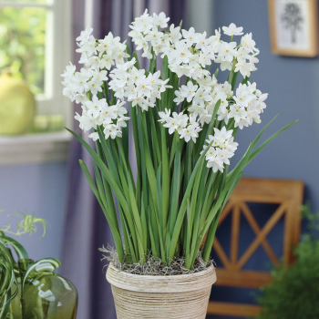 Paperwhite, Ziva, Pack of 6