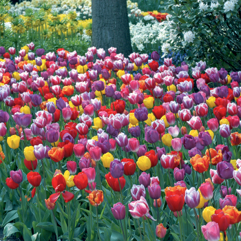 Tulip, Warm Welcome Blend, Pack of 12