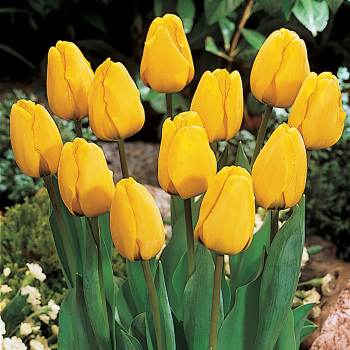 Tulip, Golden Apeldoorn, Pack of 6