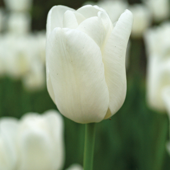 Tulip, Hakuun, Pack of 6