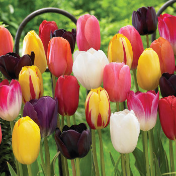 Tulip, Single Late Mix, Pack of 12