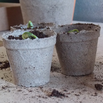 Jiffy Peat Pots - 2.25" Round