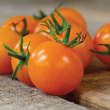Sunsugar Hybrid Tomato Plant