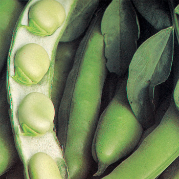 Bean, Bush, Broad Windsor Fava Bean, Bush, Broad Windsor Fava