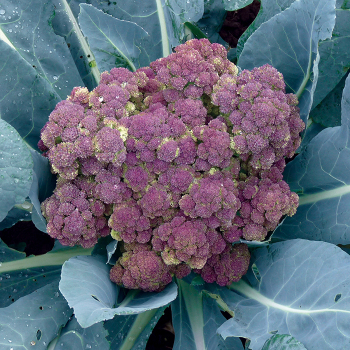 Jacarranda Hybrid Broccoli