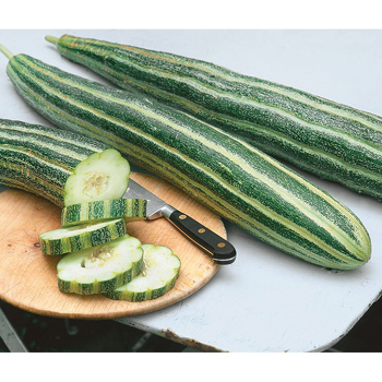 Painted Serpent Cucumber