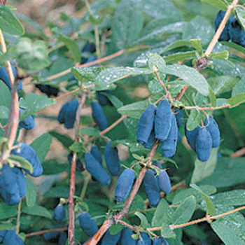 Blue Velvet Honeyberry
