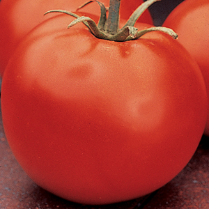 Determinate Tomato Plants