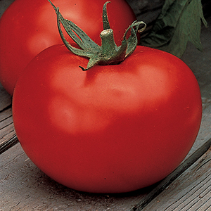 Indeterminate Tomato Plants