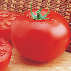 Slicer Tomato Plants