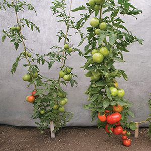 Grafted Tomatoes & Vegetables