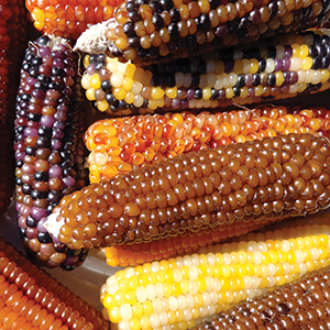 Corn, Ornamental
