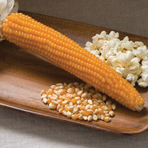 Corn, Popcorn