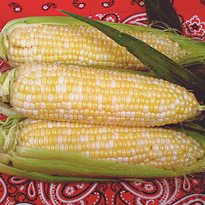 Corn, Sweet