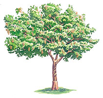 Pistachio Tree