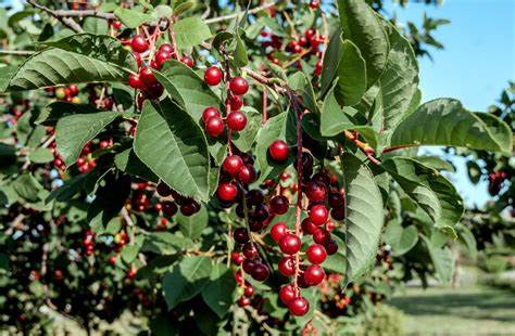 Chokecherry