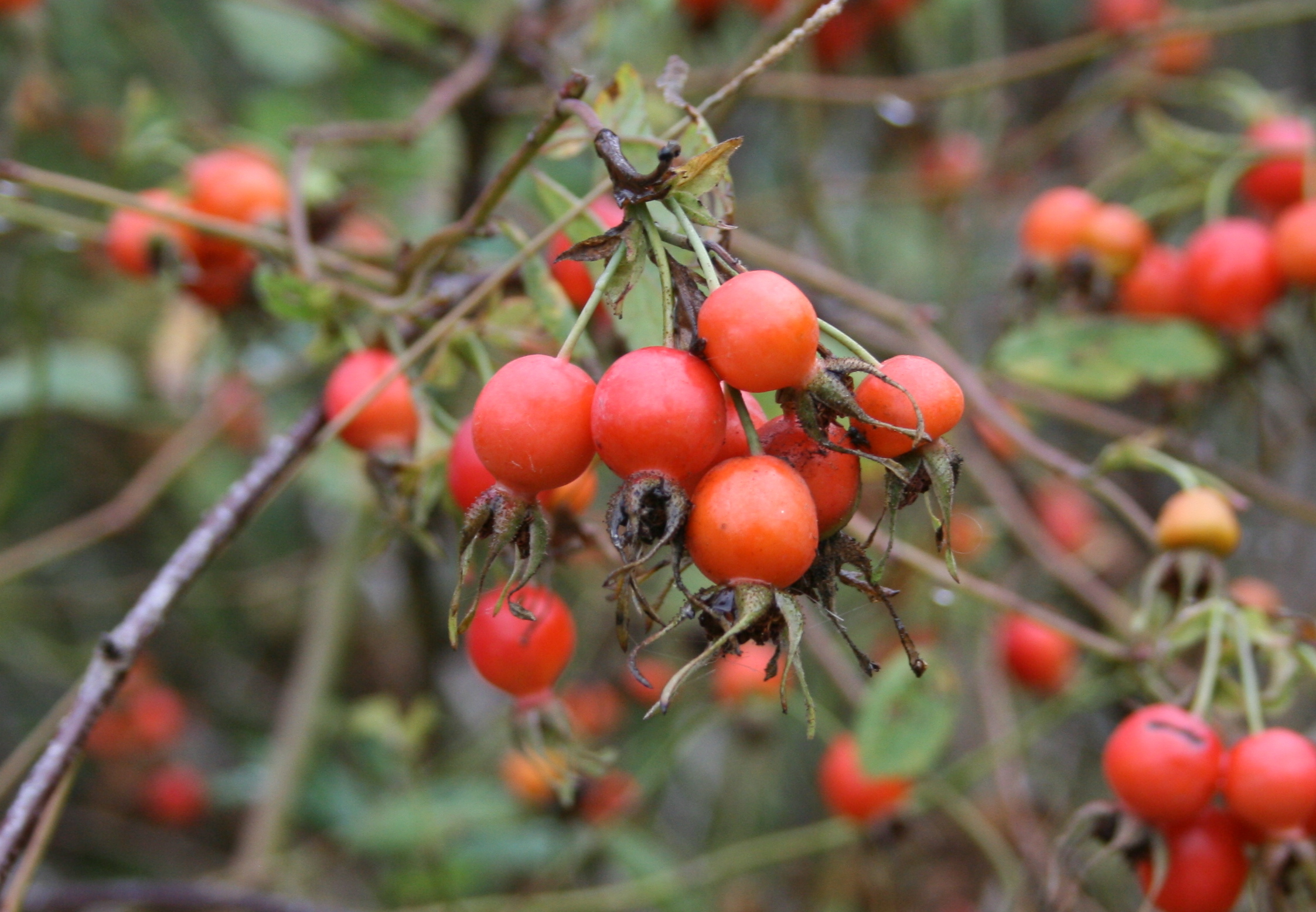 Product Image of Rose Hips