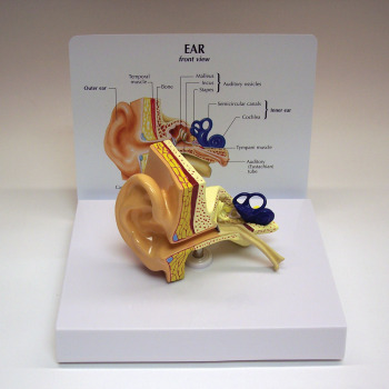 Life-Size Ear Model Life-Size Ear Model