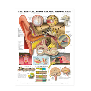 The Ear- Organs of Hearing and Balance- Laminated Chart Poster 20 in The Ear- Organs of Hearing and Balance- Laminated Chart Poster 20 in