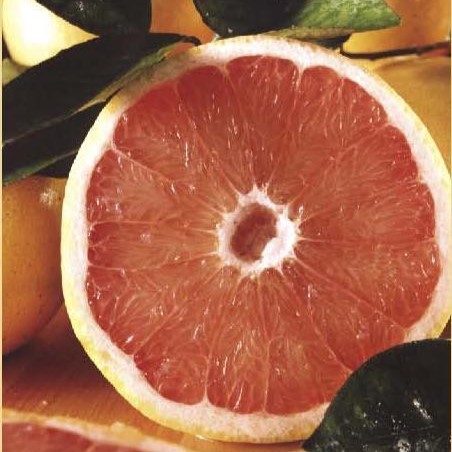 SMALL BOX - Ruby Red Grapefruit