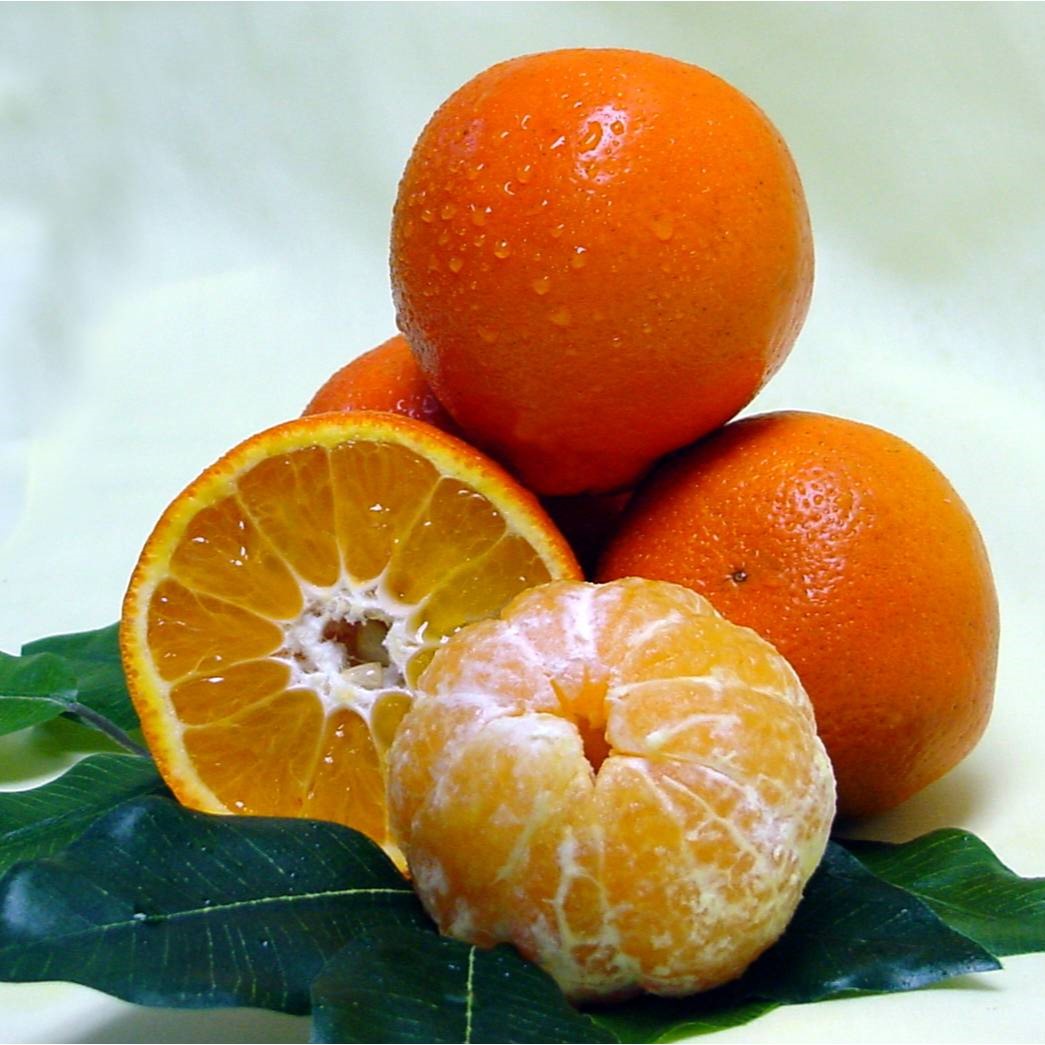 SMALL BOX - Sugar Belles