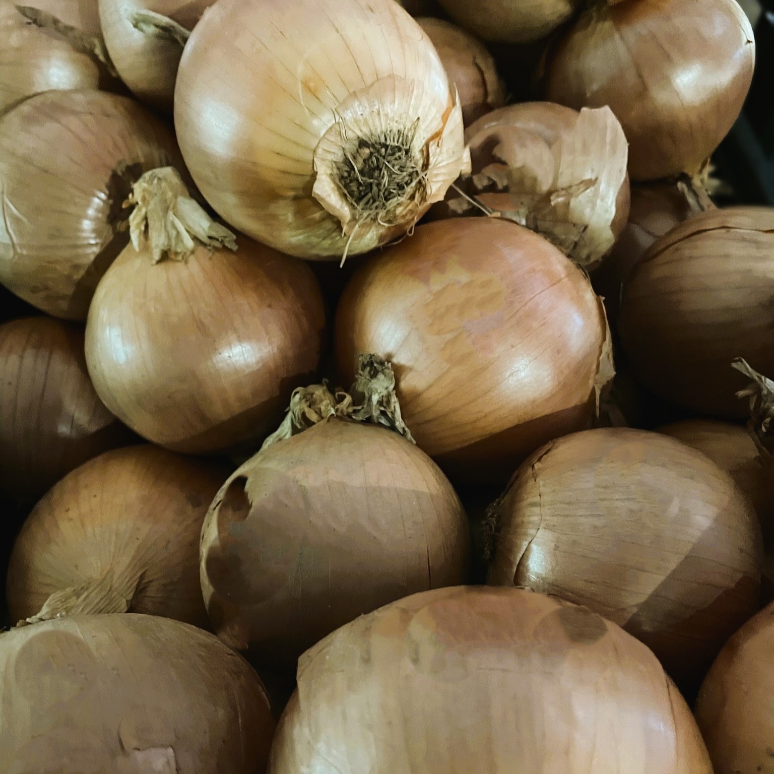 Product Image of Onions - Spanish