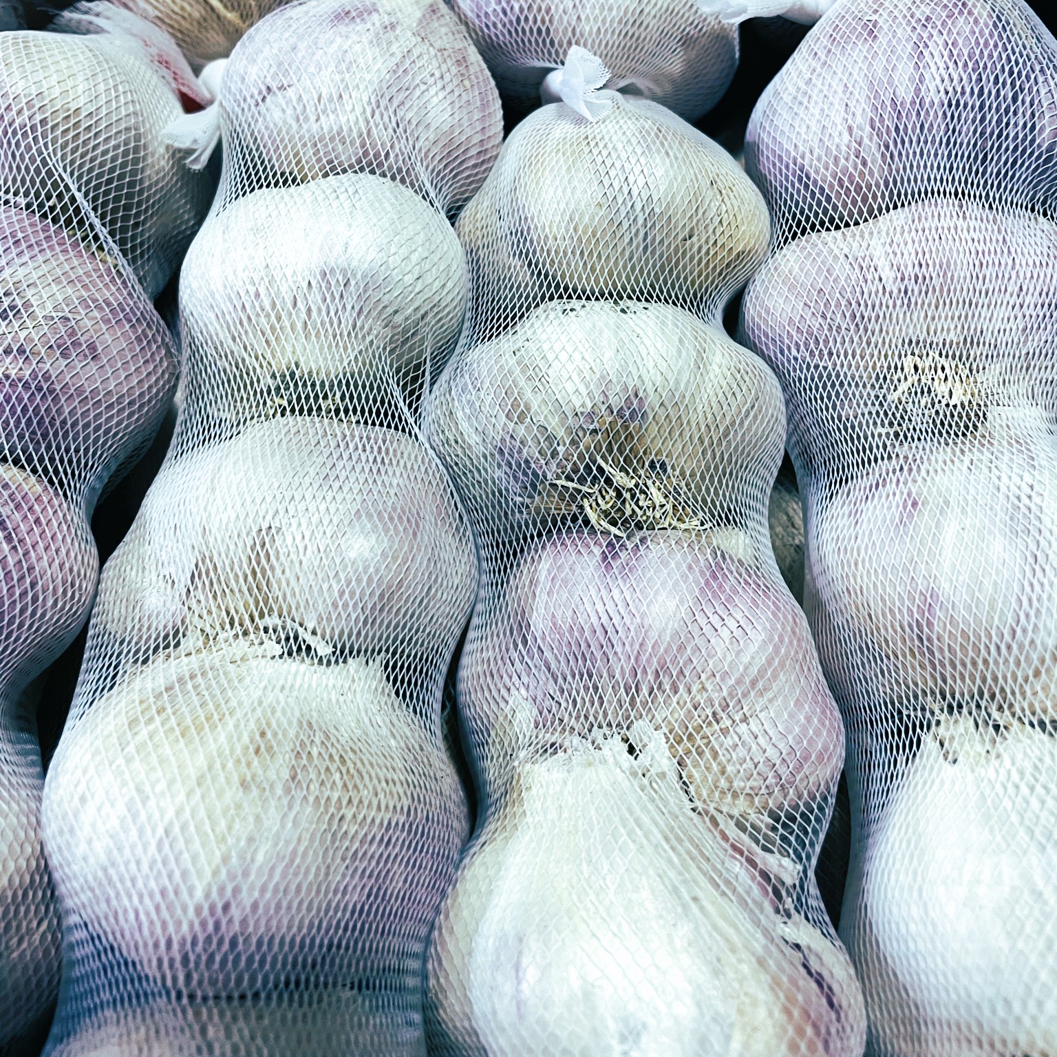 Garlic