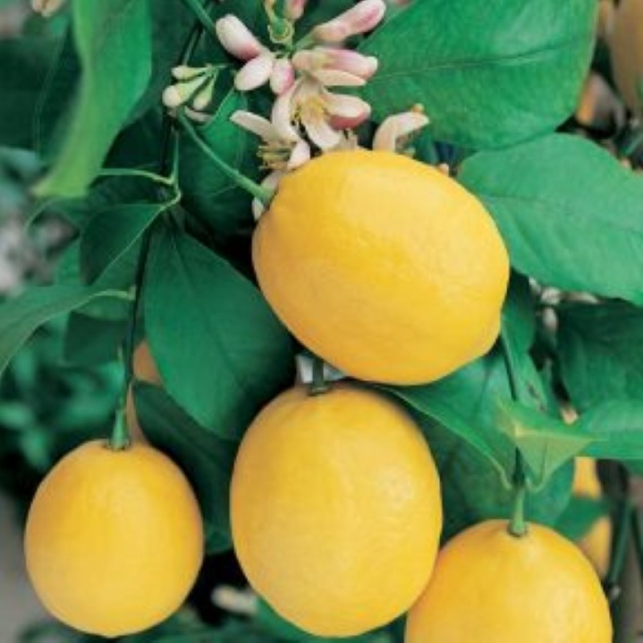 Meyer Lemons Meyer Lemons