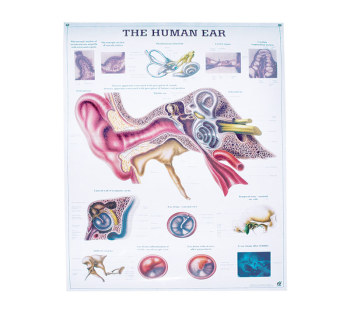 Anatomy of the Inner Ear- Laminated Chart Poster 27.50 x 39.25 in.