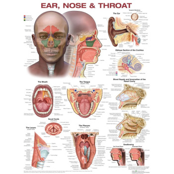 Ear, Nose, and Throat- Laminated Chart Poster 20 in. x 26 in.