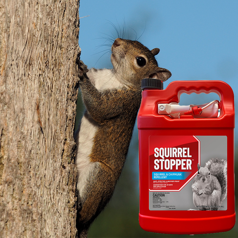 Product Image of All-Natural Squirrel Repellent Gallon