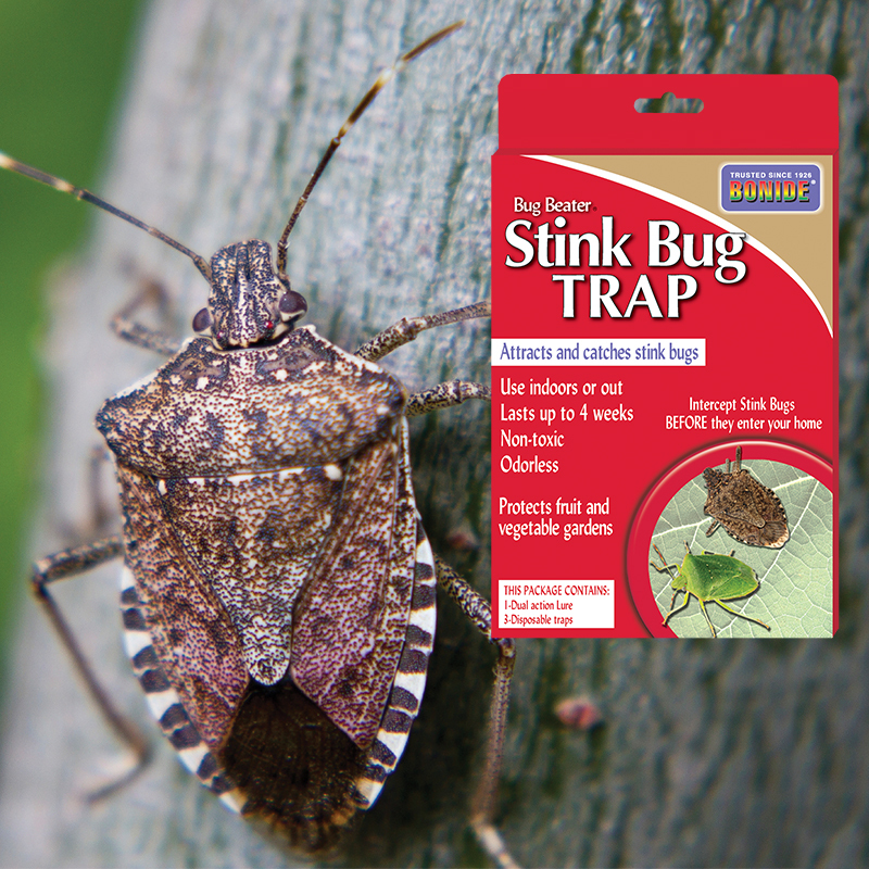 Stinkbug Trap
