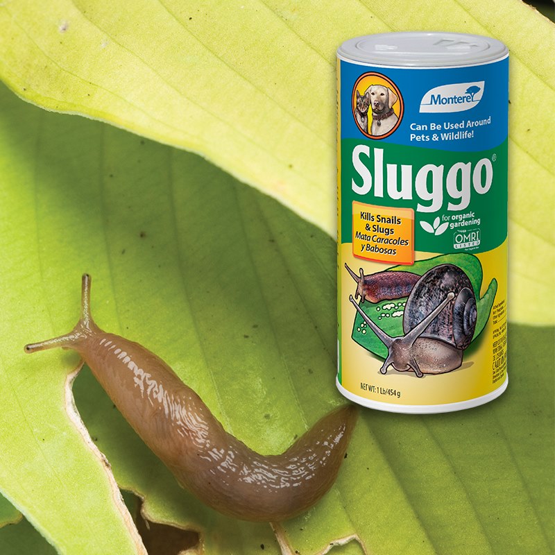 Product Image of Sluggo 1lb powder