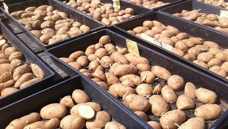 Carola Seed Potatoes