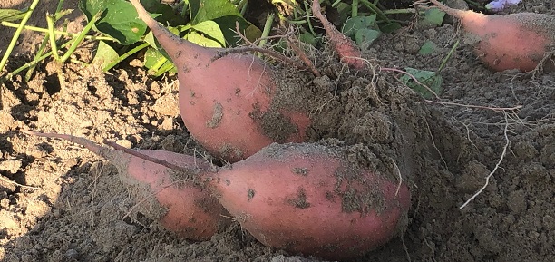 Organic Sweet Potato Slips