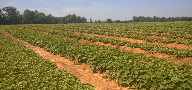 The <u>same</u> Slips used by Industry-Leading NC Producers at their Own Farms!