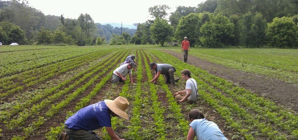 Organic Weed Control