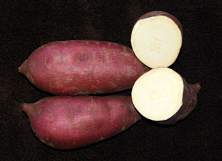 Sweet Potato Slips - OG Murasaki