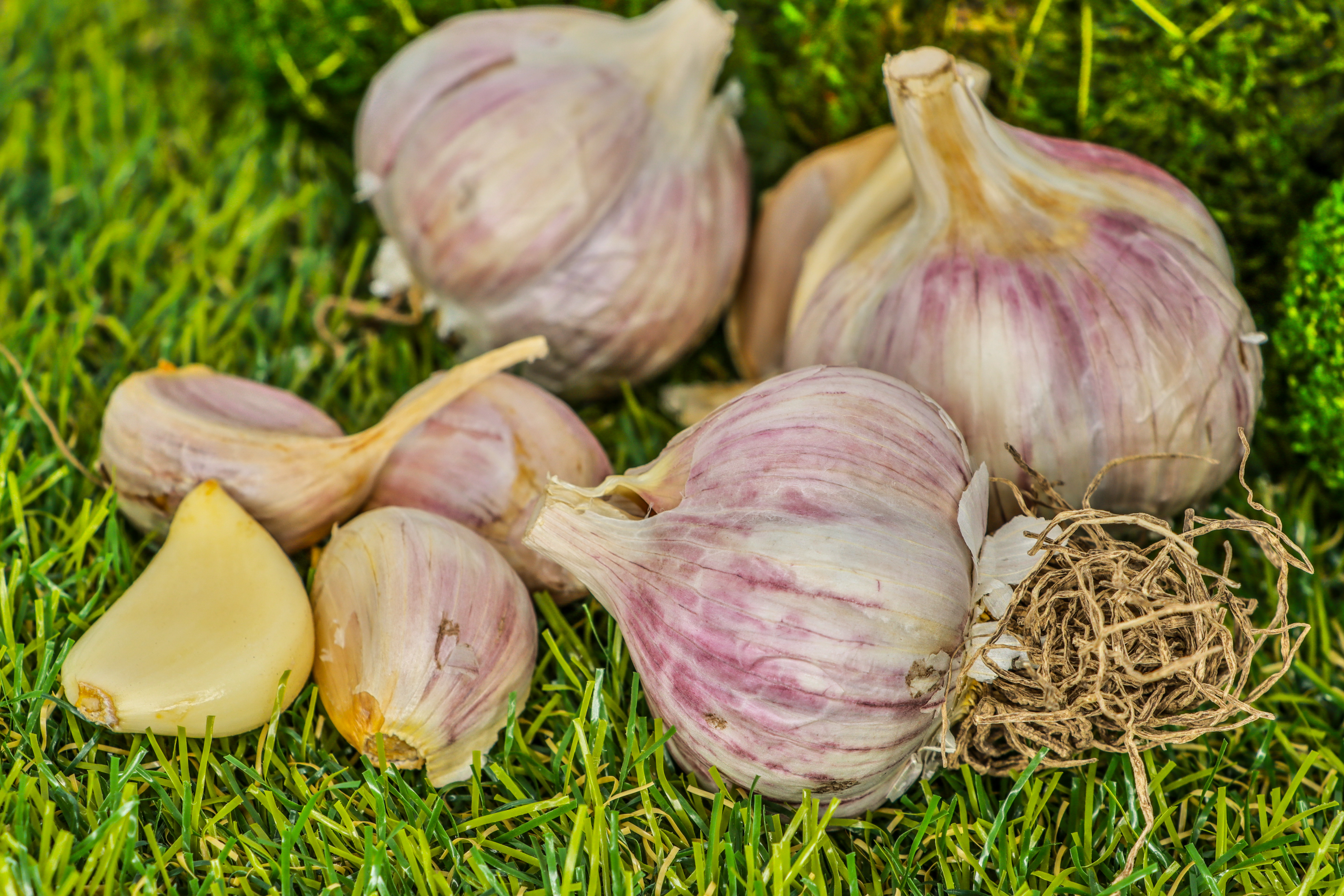 Seed Garlic - GIANT