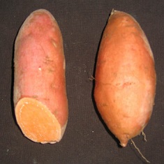 Sweet Potato Slips - Beauregard