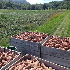 Certified Organic Sweet Potato Slips