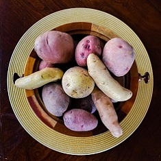 Certified Seed Potatoes - Full Selection