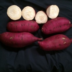 Sweet Potato Slips - Murasaki
