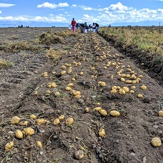 Naturally Grown Seed Potatoes