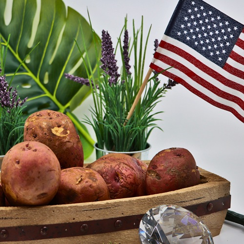 Organic Dark Red Norland