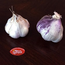 Seed Garlic - Inchellium Red