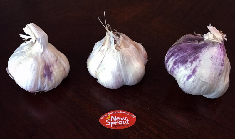 Seed Garlic - Inchellium Red